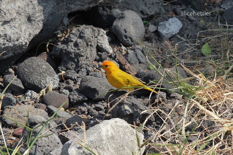 Safranammer (Sicalis flaveola)